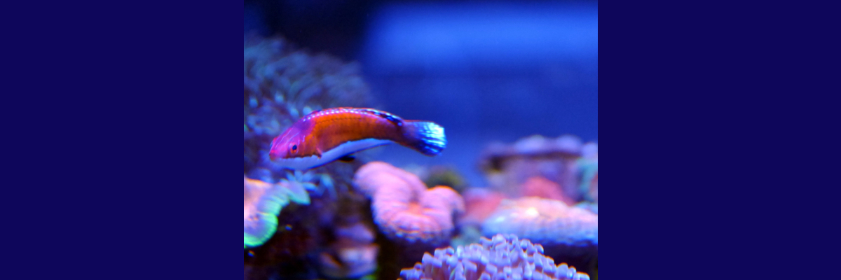 Unsere Meerwasserfische