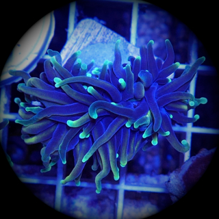 Euphyllia glabrescens gold