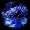 Euphyllia glabrescens gold