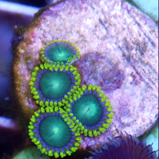 Zoanthus Green Radioaktive