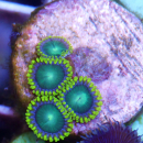 Zoanthus Green Radioaktive