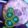 Zoanthus Green Radioaktive