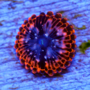 Palythoa Utter Chaos