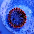 Palythoa Utter Chaos