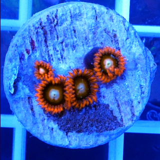 Zoanthus Tequila Sunrise