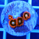 Zoanthus Tequila Sunrise