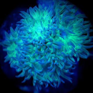 Duncanopsammia - Bartkoralle