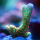 Montipora red  - Forest Fire
