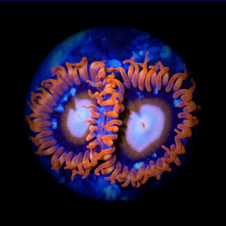 Zoanthus Tequila Sunrise