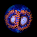 Zoanthus Tequila Sunrise