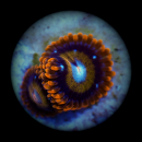 Zoanthus Tequila Sunrise