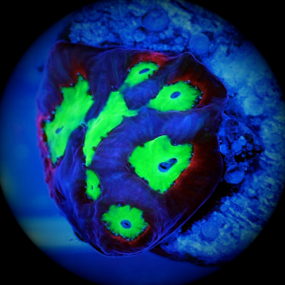 Favia - gelbgr&uuml;n rote Hirnkoralle