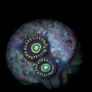 Zoanthus Blue Hornet - blaue Krustenanemone mit gelben Rand