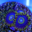 Zoanthus Blue Hornet - blaue Krustenanemone mit gelben Rand