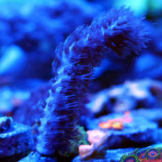 Plexaura flexuosa - Bogen-Strauchgorgonie