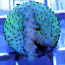 Acropora sp. türkis