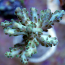 Acropora sp. türkis