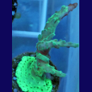 Acropora sp. türkis