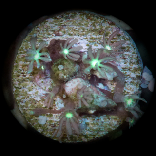 Knopia sp. - braun gelbe Weichkoralle