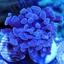 Euphyllia paraancora grau