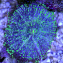 Ricordea yuma grün - 1 Polyp