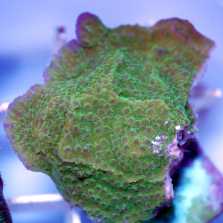 Montiporaplatte gr&uuml;n mit lila Rand - Beispiel