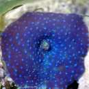 Discosoma blau gepunktet