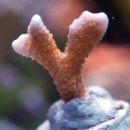 Montipora digitata red WYSIWYG