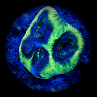 Favia Black Hole - Neongr&uuml;ne Hirnkoralle