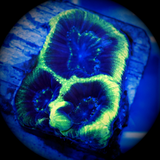 Favia Black Hole - Neongr&uuml;ne Hirnkoralle WYSIWYG