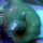 Montipora grün astförmig