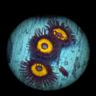 Zoanthus Jonny Pumpkin Seeds - orange braune Krustenanemone - Zoa