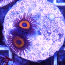 Zoanthus Jonny Pumpkin Seeds - orange braune Krustenanemone - Zoa