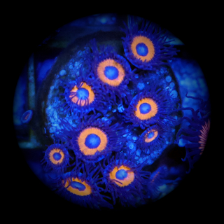 Zoanthus Jonny Pumpkin Seeds