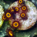 Zoanthus Jonny Pumpkin Seeds