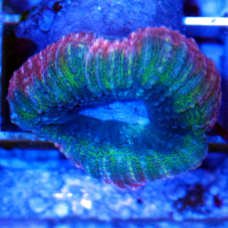 Lobophyllia ultra mehrfarbig