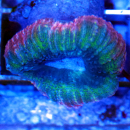 Lobophyllia ultra mehrfarbig