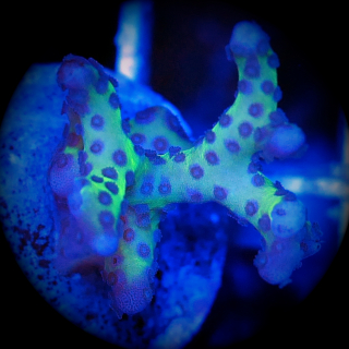 Anacropora sp.  gelb-gr&uuml;n