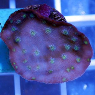 Echinopora lamellosa