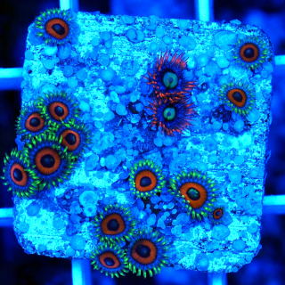 Zoanthus Watermelon Fire and Ice