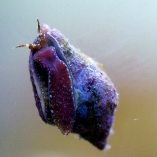 Euplica sp. T&auml;ubchenschnecke