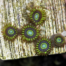 Zoanthus Blue Hornet