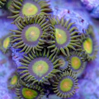 Zoanthus Tutti fruitty