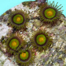 Zoanthus Tutti fruitty