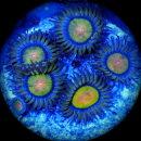 Zoanthus Tutti fruitty