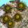 Zoanthus Tutti fruitty