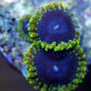 Zoanthus Tantrum