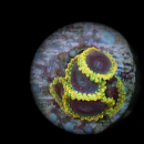 Zoanthus Tantrum