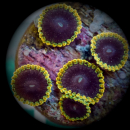 Zoanthus Tantrum