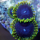 Zoanthus Tantrum